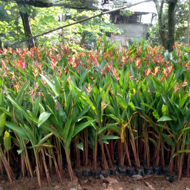 Jual Tanaman Hias Pisangan Heliconia Ladydays Pohon Pisang Pisangan