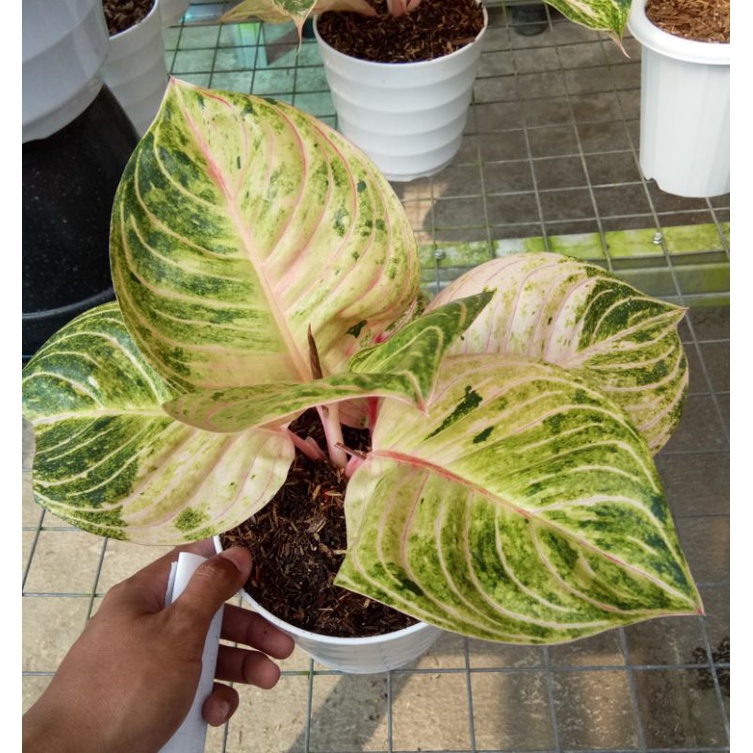 Jual Aglonema Esmeralda Golden Jumbo Greg Hybrid Rare Shopee Indonesia