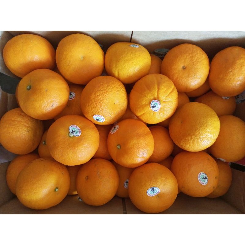 Jual Buah Jeruk Honey Mandarin Murcot Fresh Import Dus Shopee Indonesia