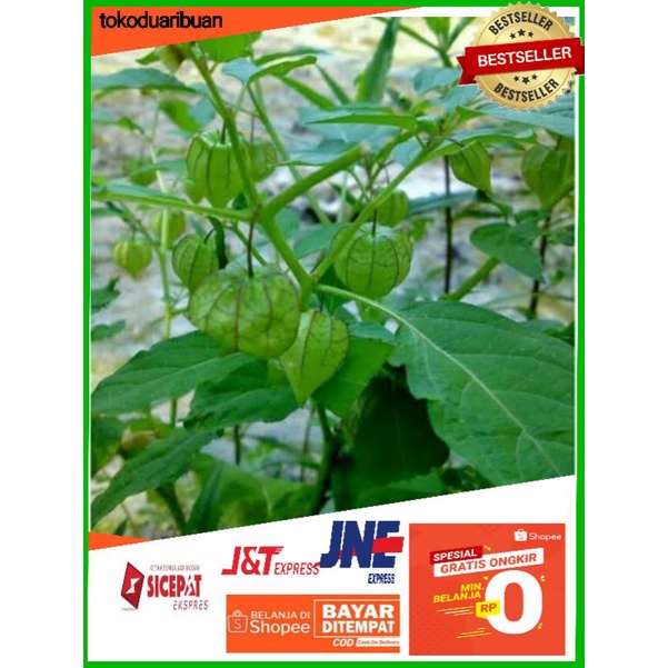 Jual BIBIT TANAMAN HERBAL CIPLUKAN CECENDET Beli 5 Gratis 1