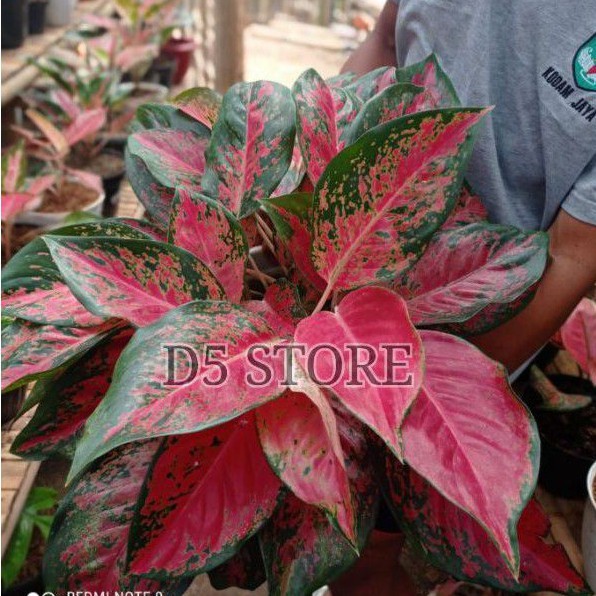 Jual Aglonema Red Kocin Termurah Kocin Paramuay Kocin Pink Shopee