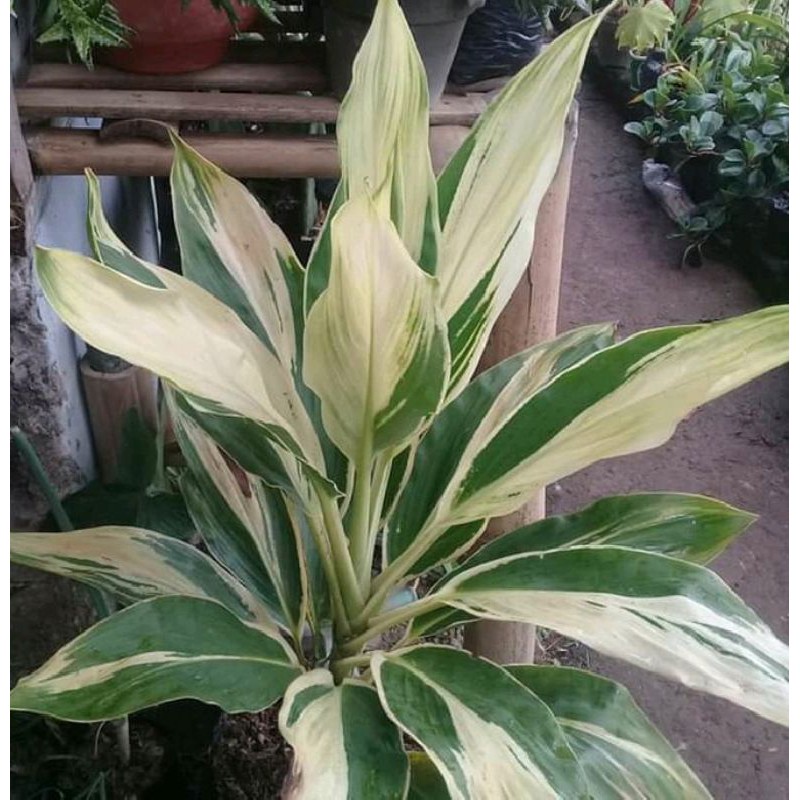 Jual Tanaman Hias Andong Variegata Atau Hanjuang Variegata Indonesia