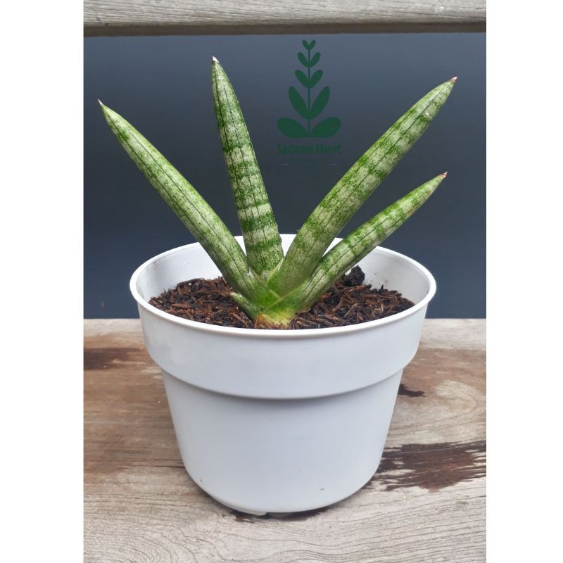 Jual Tanaman Hias Sansivera Sansevieria Cylindrica Patula Dwarf A K A