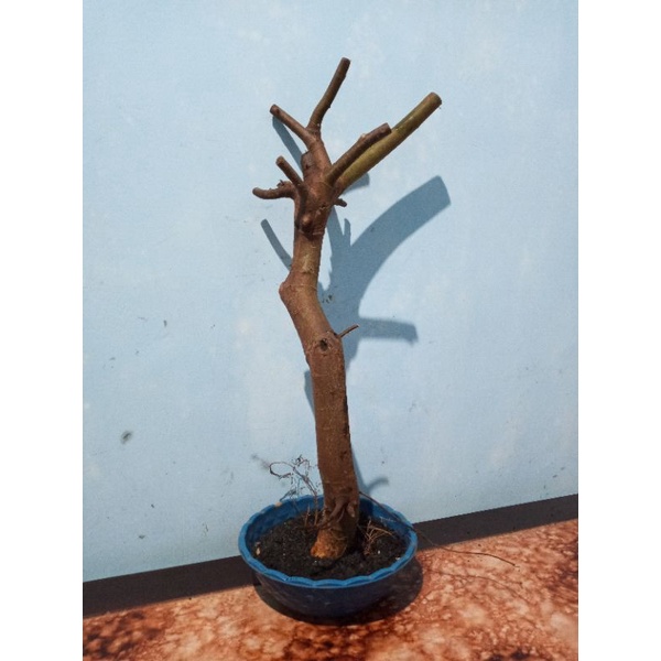 Jual Bahan Bonsai Loa Meliuk Bercabang Shopee Indonesia