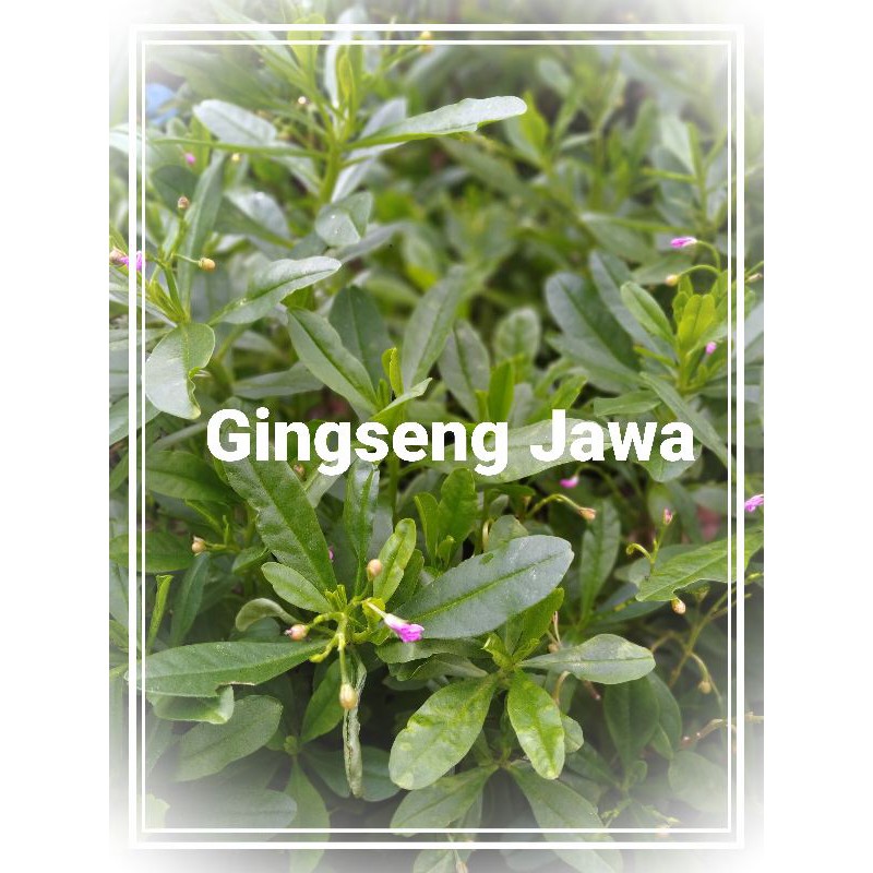 Jual Ginseng Jawa Bibit Tanaman Herbal Gingseng Som Jawa Tanilum