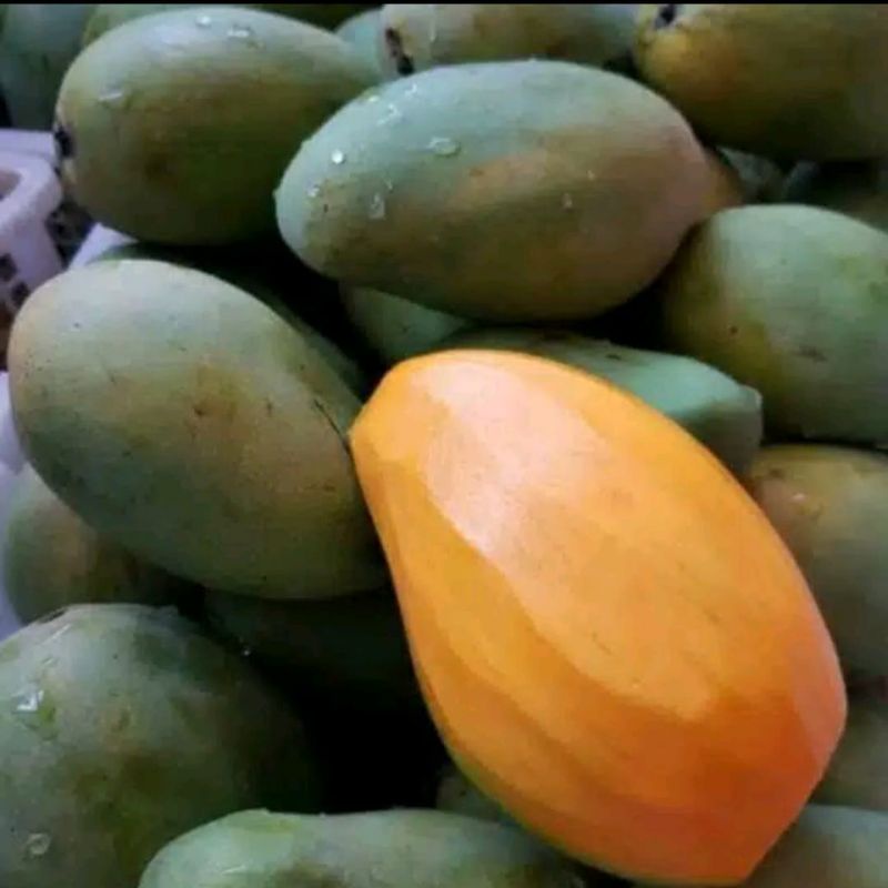 Jual Buah Mangga Harum Manis Bera 1000 Gram Shopee Indonesia