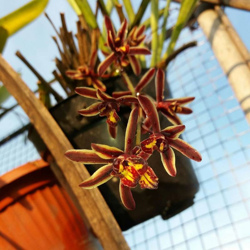 Jual Anggrek Cymbidium Bicolor Shopee Indonesia