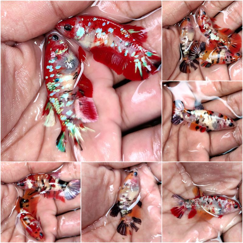 Jual Female Nemo Koi Copper Multy Shopee Indonesia