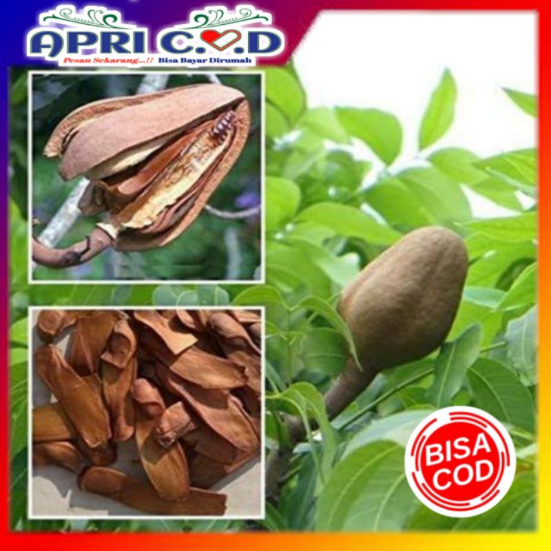 Jual Biji Mahoni Kering 100 Gram Obat Herbal Diabetes Hipertensi