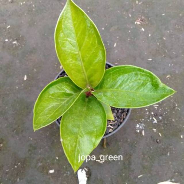 Jual Bibit Tanaman Hias Anthurium Jemani Eka Shopee Indonesia