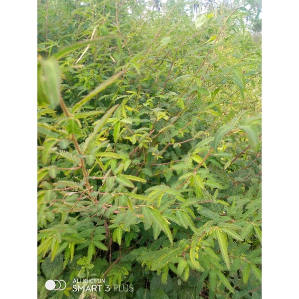 Jual Daun Mimosa Air Neptunia 500gr Shopee Indonesia