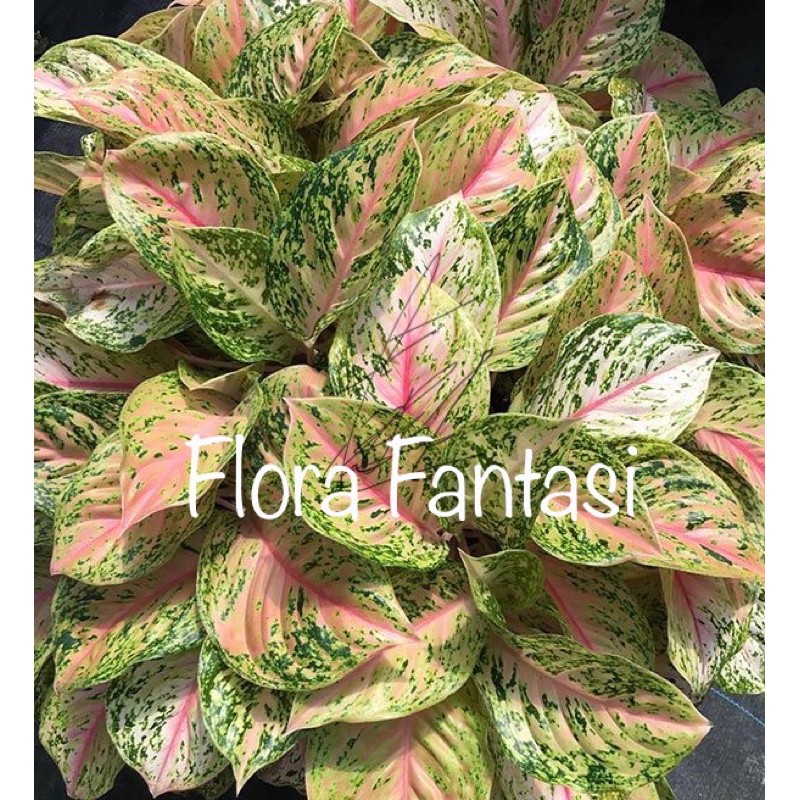 Jual Tanaman Hias Aglaonema Big Roy Aglonema Big Papa Tanaman Hidup