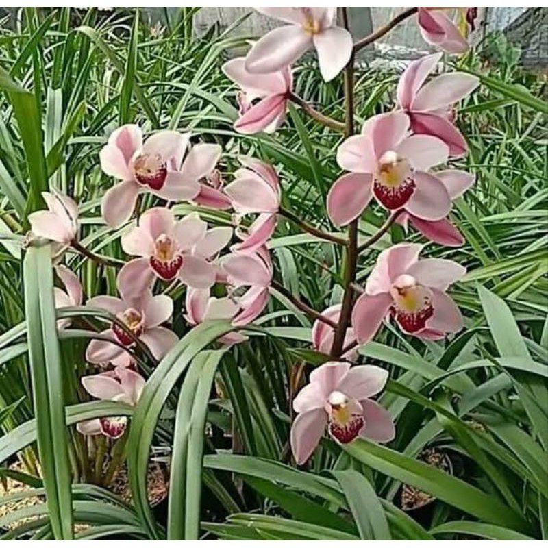 Jual Anggrek Cymbidium Ensifollium Cakep Shopee Indonesia