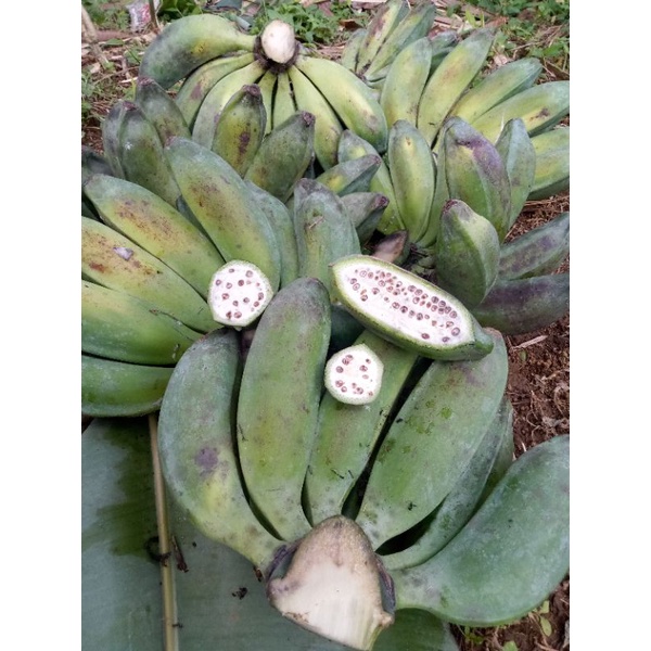 Jual Pisang Batu Kluthuk Shopee Indonesia