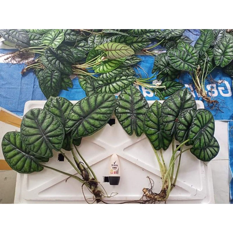 Jual Daun Jumbo Alocasia Dragon Scale Silver Daun Tanaman Hias