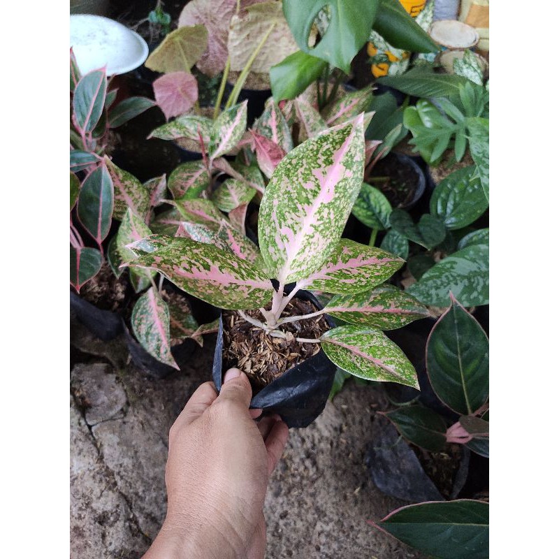 Jual Tanaman Hias Aglonema Romeo Remaja Shopee Indonesia