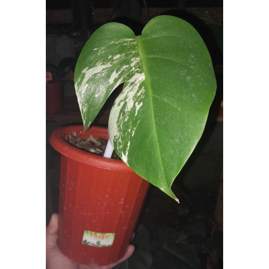 Jual Monstera Varigata Monstera Borsigiana Varigata Shopee Indonesia