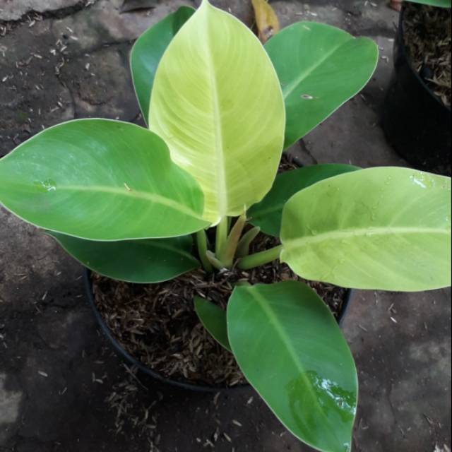 Jual Tanaman Hias Indoor Phillodendron Lemon Pohon Phillodendron