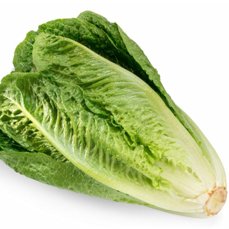 Jual Romaine Lettuce Sayuran Sehat Selada Cos 500gr Shopee Indonesia