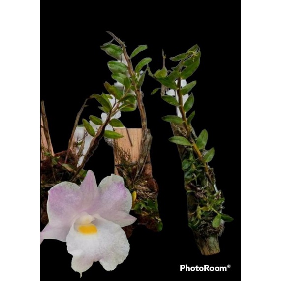 Jual Anggrek Dendro Mutabile Dendrobium Shopee Indonesia