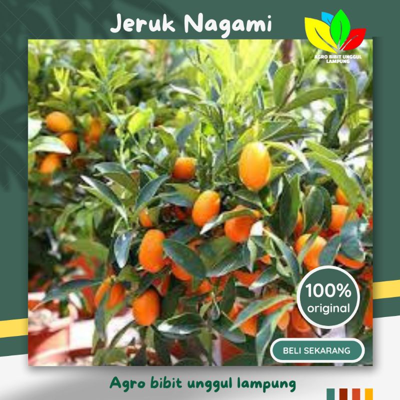 Jual Bibit Jeruk Nagami Asli Original Okulasi Shopee Indonesia