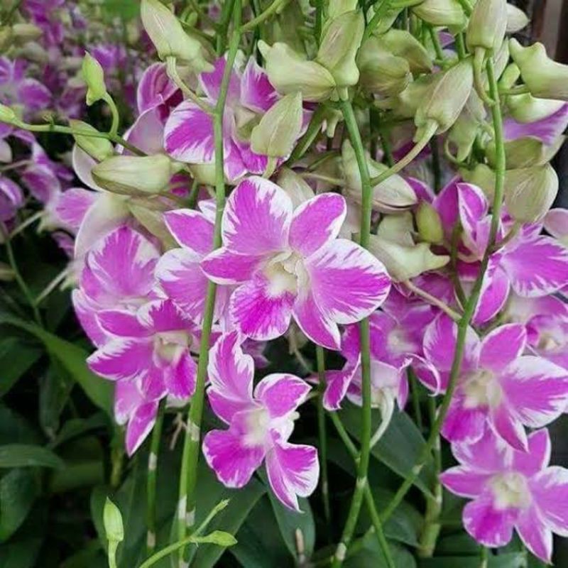 Jual Bibit Tanaman Anggrek Dendrobium Pink Queen Butterfly Botol