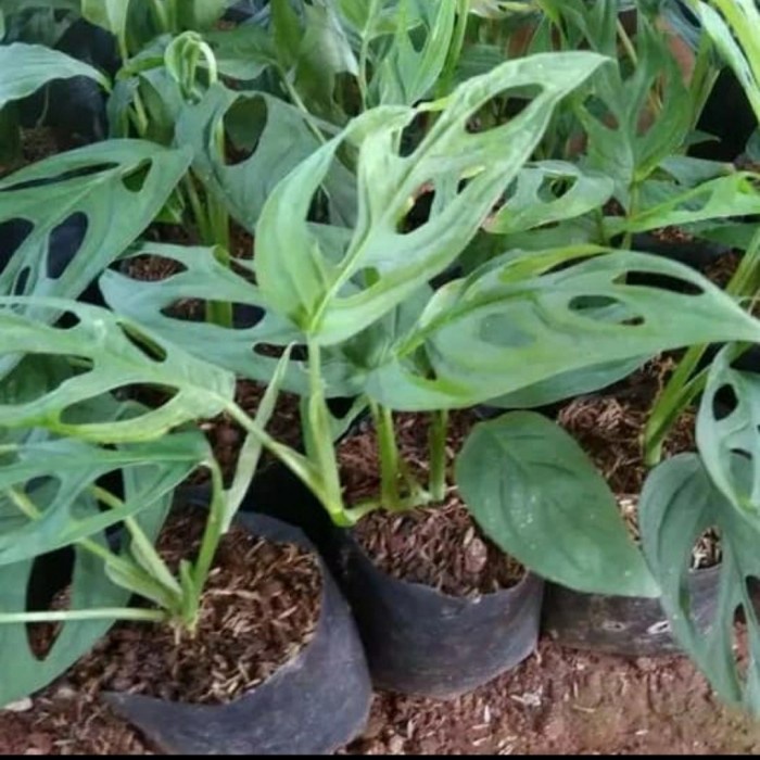 Jual Tanaman Hias Monstera Obliqua Janda Bolong Tanaman Janbol KEMBAR