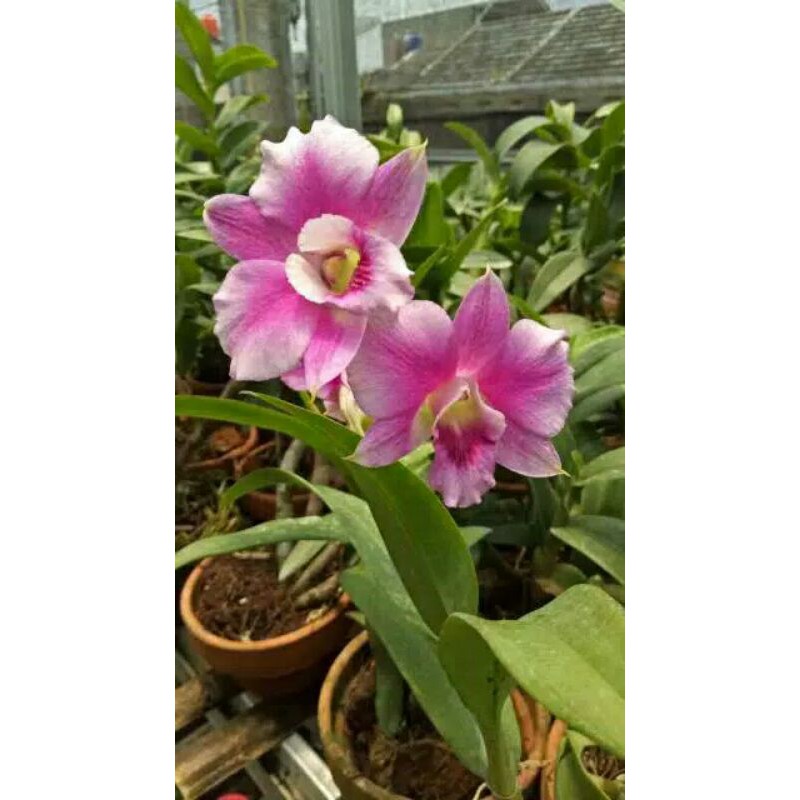 Jual Anggrek Dendrobium Shripathum Splash Shopee Indonesia