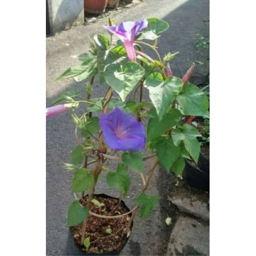 Jual Tanaman Bunga Merambat Morning Glory Shopee Indonesia