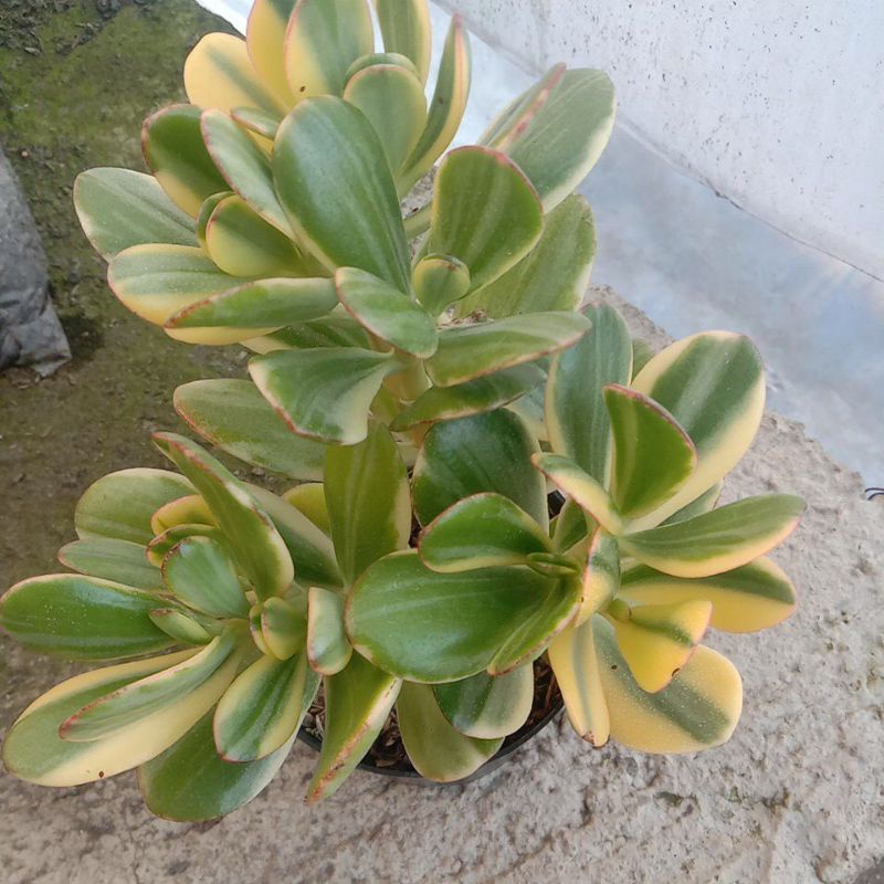 Jual Jade Plant Big Shopee Indonesia