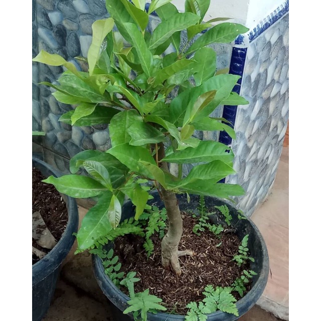 Jual Bibit Tanaman Daun Salam Indonesian Bay Leaf Syzygium Polyanthum