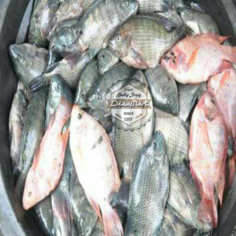 Jual Ikan Mujaer Atau Nila Hidup Kg Indonesia Shopee Indonesia