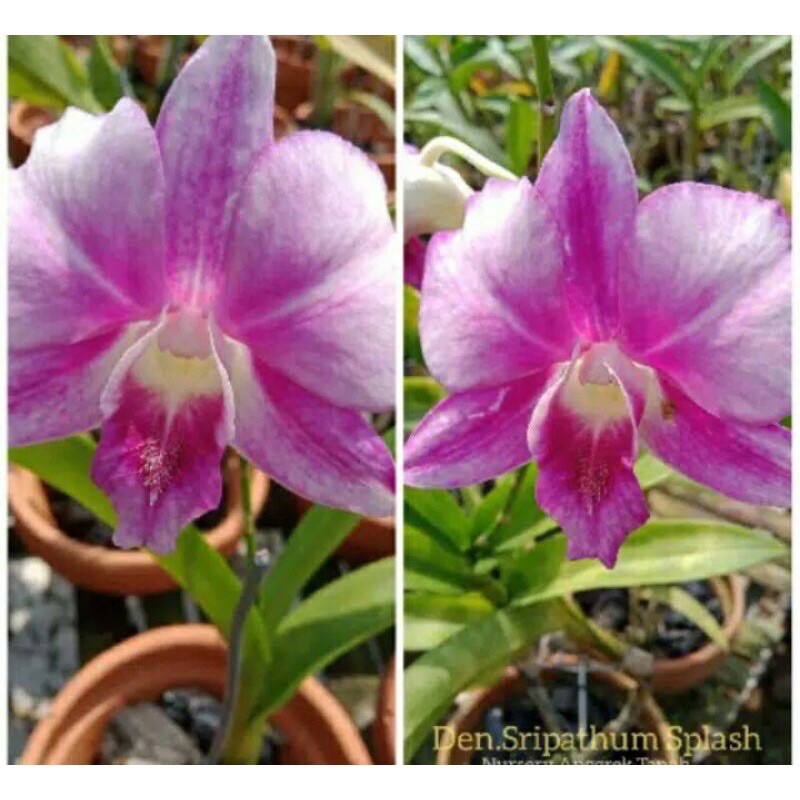 Jual Anggrek Dendrobium Sripathum Splash Shopee Indonesia