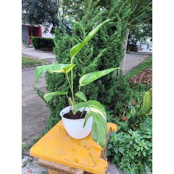 Jual Monstera Deliciosa Variegata Yellow Monstera Marmorata Indonesia