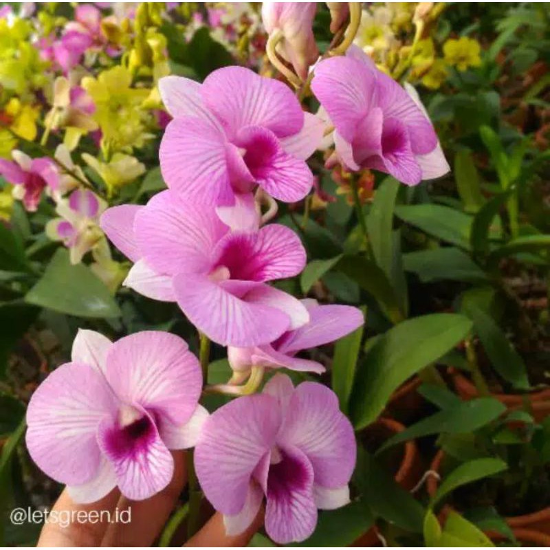 Jual SEEDLING ANGGREK DENDROBIUM PING STRIET TANAMAN HIDUP BUNGA