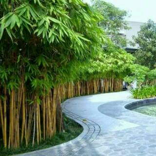 Jual Cod Sale Jual Bambu Kuning Bambu Panda Pagar Tanaman Hias