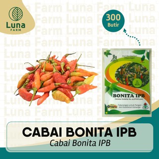 Jual Benih Cabai Rawit Putih Bonita Ipb Kemasan Urban Isi Butir