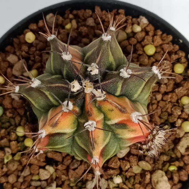 Jual Gymnocalycium Mihanovichii Fishbone Indonesia Shopee Indonesia