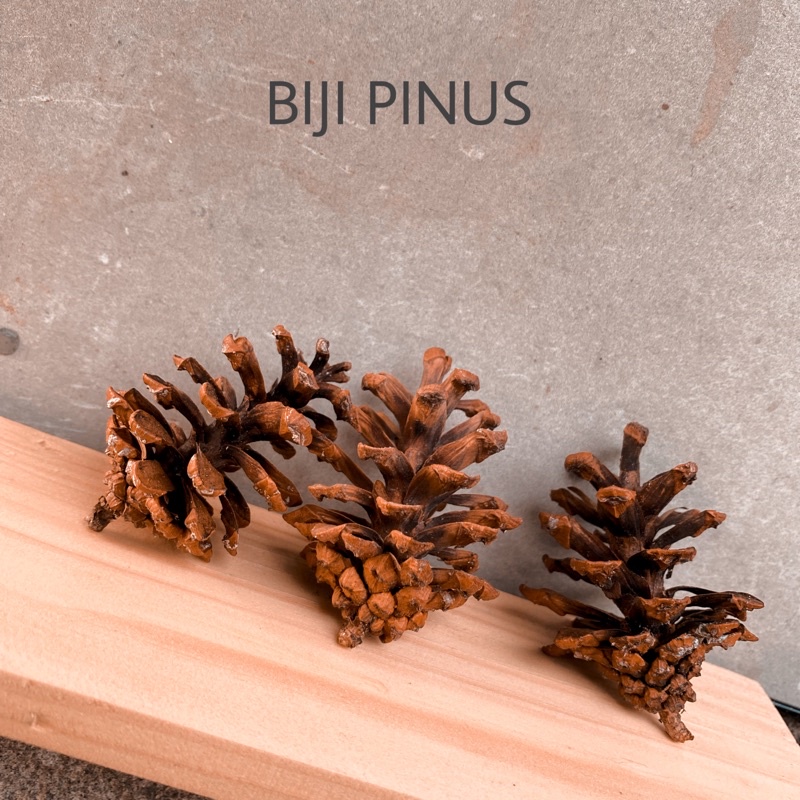 Jual Bunga Pinus Biji Pinus Bunga Kering Bahan Rustic Craft Fotografi