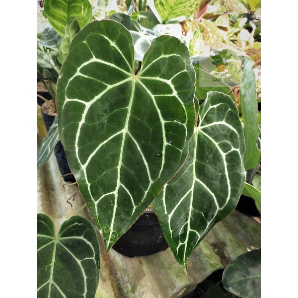 Jual Anthurium Kuping Gajah Anthurium Crystalinum Shopee Indonesia