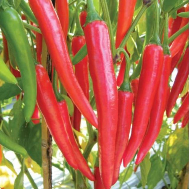 Jual Biji Benih Bibit Cabe Merah Besar 20 Butir Shopee Indonesia