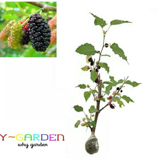 Jual Murbei Mulberry Besaran Bibit Tanaman Hidup Pohon Buah Berry