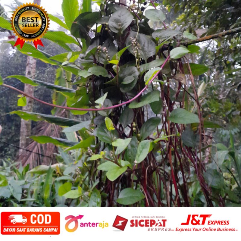 Jual Daun Binahong Segar Tanpa Pestisida Lembar Shopee Indonesia