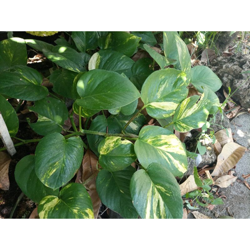 Jual Sirih Gading Varigata Epipremnum Aureum Shopee Indonesia