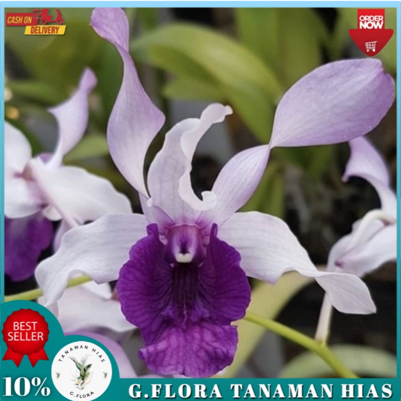 Jual Anggrek Dendrobium Indonesia Raya Blue Gflora Shopee Indonesia