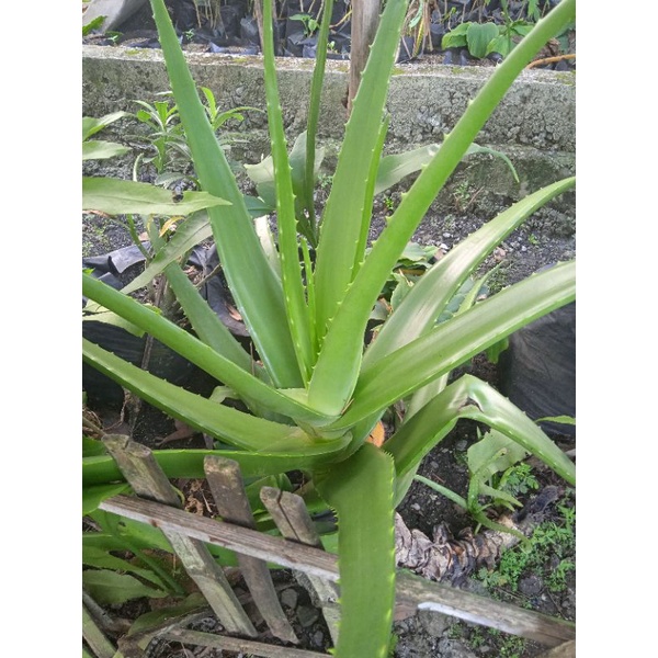 Jual Daging Lidah Buaya Aloe Vera Shopee Indonesia