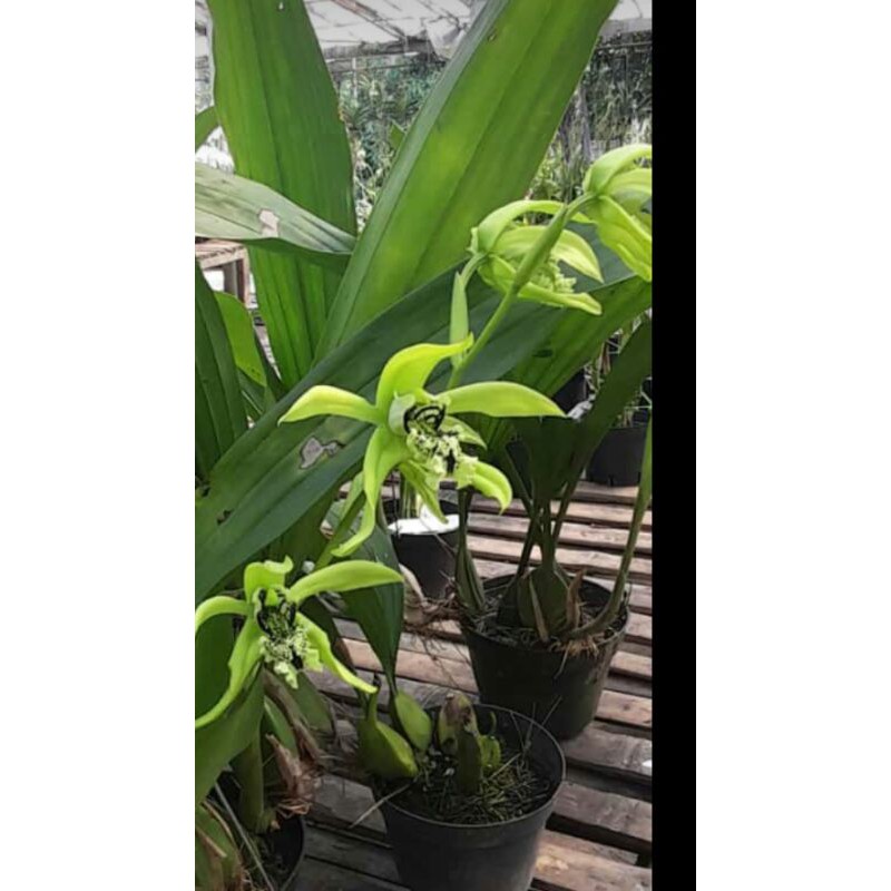 Jual Coelogyne Pandurata Lindl Anggrek Hitam Shopee Indonesia