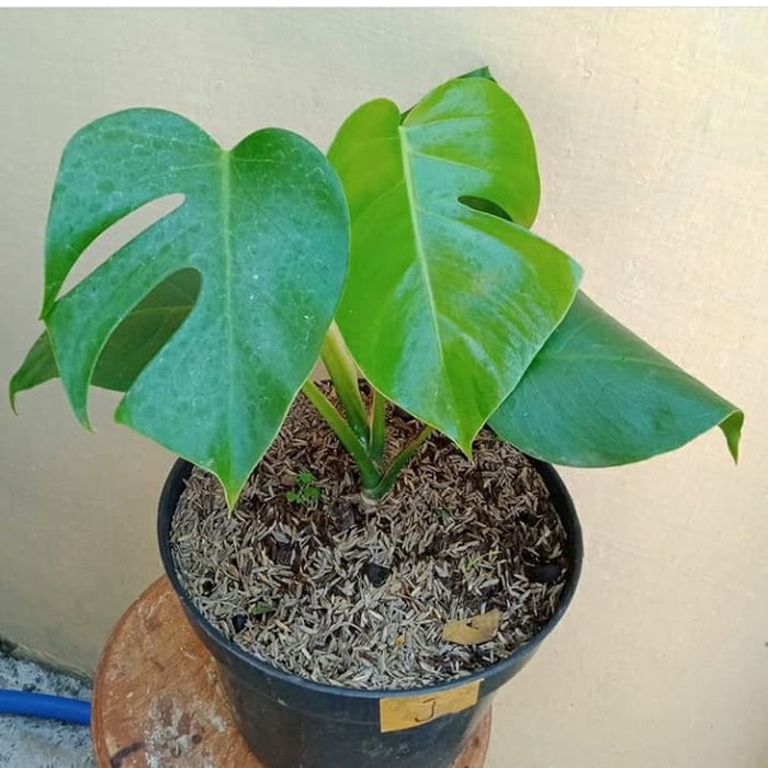 Jual PROMO Tanaman Monstera Deliciosa Tetrasperma Monstera Deliciosa