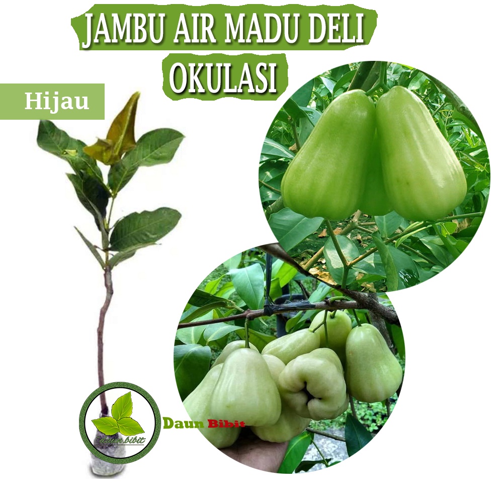 Jual Bibit Jambu Air Madu Deli Hijau Sambung Pucuk Shopee Indonesia