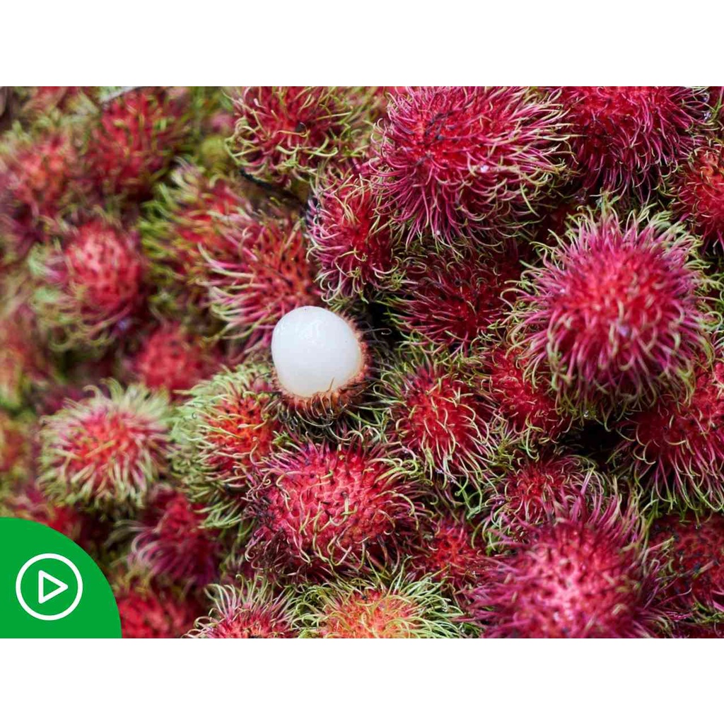 Jual Bibit Rambutan Kelengkeng Meter Shopee Indonesia